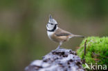 Kuifmees (Parus cristatus)