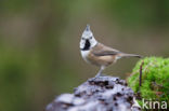 Kuifmees (Parus cristatus)