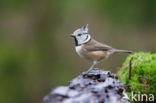 Kuifmees (Parus cristatus)