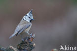 Kuifmees (Parus cristatus)