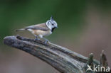 Kuifmees (Parus cristatus)