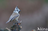 Kuifmees (Parus cristatus)