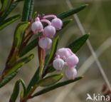 Bog-rosemary (Andromeda polifolia)