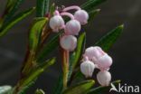 Bog-rosemary (Andromeda polifolia)