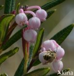 Bog-rosemary (Andromeda polifolia)