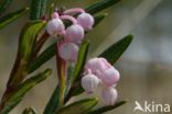 Bog-rosemary (Andromeda polifolia)