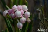 Bog-rosemary (Andromeda polifolia)