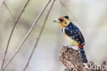 Crested Barbet (Trachyphonus vaillantii)