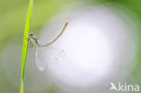 Irish Damselfly (Coenagrion lunulatum)