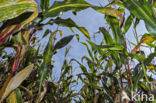 Mais (Zea mays)