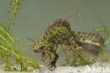 Marbled Newt (Triturus marmoratus)