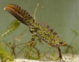 Marmersalamander (Triturus marmoratus)