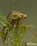 Marmersalamander (Triturus marmoratus)