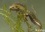 Marbled Newt (Triturus marmoratus)