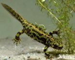 Marmersalamander (Triturus marmoratus)