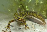 Marbled Newt (Triturus marmoratus)