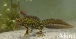 Marbled Newt (Triturus marmoratus)