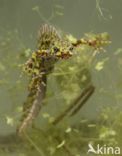 Marbled Newt (Triturus marmoratus)