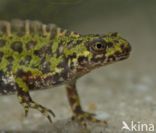 Marmersalamander (Triturus marmoratus)