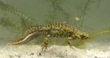 Marbled Newt (Triturus marmoratus)