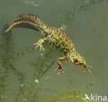 Marmersalamander (Triturus marmoratus)