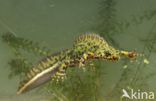 Marbled Newt (Triturus marmoratus)