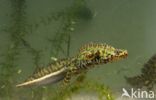 Marmersalamander (Triturus marmoratus)