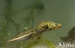 Marbled Newt (Triturus marmoratus)