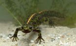 Marbled Newt (Triturus marmoratus)