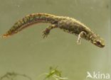 Marmersalamander (Triturus marmoratus)