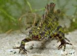 Marbled Newt (Triturus marmoratus)