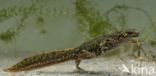 Marbled Newt (Triturus marmoratus)