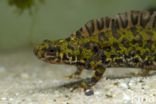 Marmersalamander (Triturus marmoratus)
