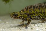 Marbled Newt (Triturus marmoratus)