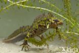 Marbled Newt (Triturus marmoratus)