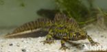 Marbled Newt (Triturus marmoratus)