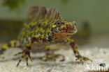 Marmersalamander (Triturus marmoratus)