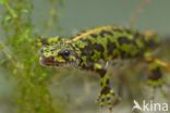 Marmersalamander (Triturus marmoratus)