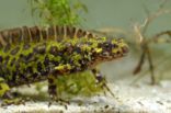 Marbled Newt (Triturus marmoratus)