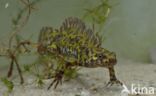 Marbled Newt (Triturus marmoratus)