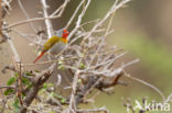 Green-winged Pytilia (Pytilia melba)