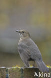 Merel (Turdus merula)