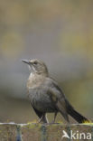 Merel (Turdus merula)