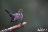 Merel (Turdus merula)