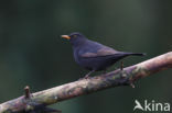 Merel (Turdus merula)