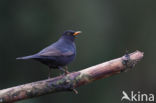 Merel (Turdus merula)