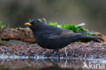 Merel (Turdus merula)