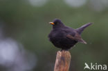 Merel (Turdus merula)