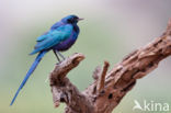 Meve s Langstaartglansspreeuw (Lamprotornis mevesii)