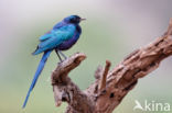 Meve s Langstaartglansspreeuw (Lamprotornis mevesii)